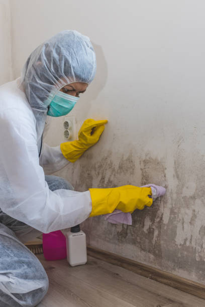 Best Mold Remediation for Rental Properties  in New Chicago, IN